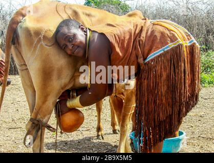 Africa, Tanzania, female members of the Datoga (Datooga) tribe in traditional dress, milks a cow. Beauty scarring can be seen around her eyes Stock Photo