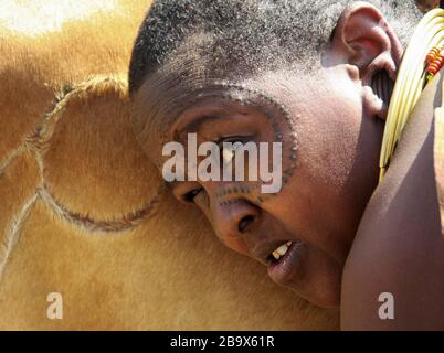Africa, Tanzania, female members of the Datoga (Datooga) tribe in traditional dress, milks a cow. Beauty scarring can be seen around her eyes Stock Photo