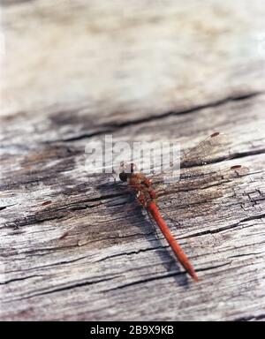 Common Darter (red-Orange Dragonfly) resting on a tree stump Stock Photo