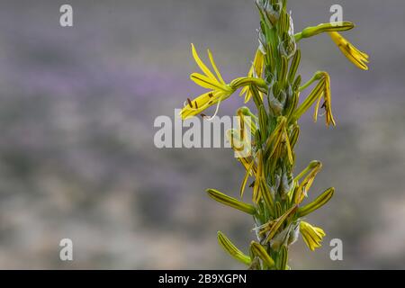 Asphodeline lutea (king's spear, yellow asphodel) is a perennial plant native to southeastern Europe, northern Africa, the Caucasus and the Levant. Ph Stock Photo