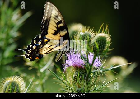 Swallowtail butterfly enjoys the nectar of the thistle flower Stock Photo