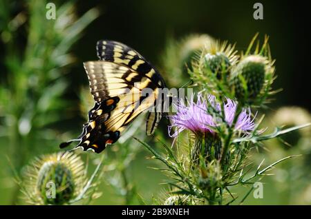 Swallowtail butterfly enjoys the nectar of the thistle flower Stock Photo
