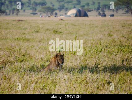 Male lion (Panthera leo) lying in the shallow shadows of a tree, in the background a hot-air balloon safari Stock Photo