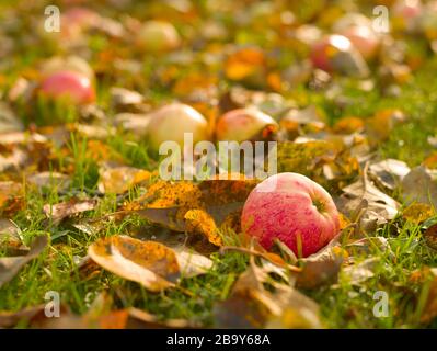 Fresh yellow-red striped apple lies on green grass with fallen leaves Stock Photo