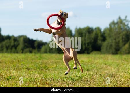 Dog in the manger. Summer. Stroll. Field. Hay. Dog. Nature. Staffordshire terrier are walking in the field Stock Photo