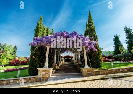 Wisteria flowers. spring nature background Stock Photo