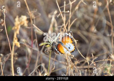 African Monarch butterfly (Danaus chrysippus), nectaring, Tanji, Gambia. Stock Photo