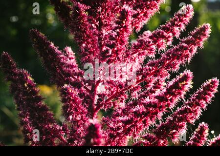 Amaranth is cultivated as leaf vegetables, cereals and ornamental plants in South America. Amaranth seeds are rich source of proteins and amino acids Stock Photo