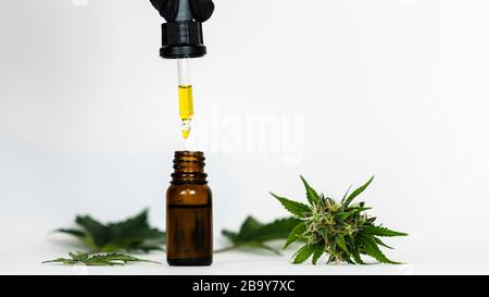 Close-up of hand holding pipette with hemp oil and marijuana buds. Medicinal extract oil in a bottle. Concept of using cannabis herb and leaves for tr Stock Photo