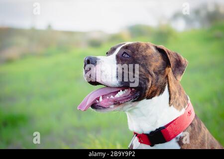 American Stanford or Staffordshire on the field with copy space for text Stock Photo