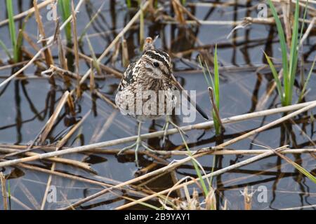 Common snipe (Gallinago gallinago) foraging in reedbeds at Minsmere RSPB reserve, Suffolk, UK