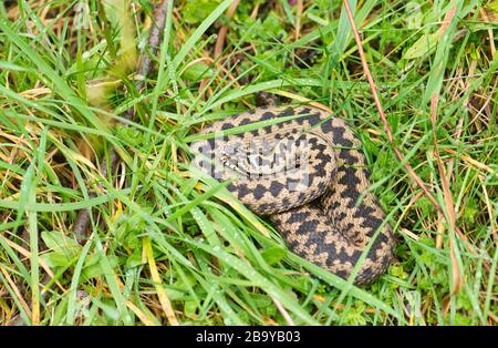 Adder (Vipera berus) photographed in early spring, this male has his body spread as wide as possible to gain the maximum possible heat from the sun. Stock Photo