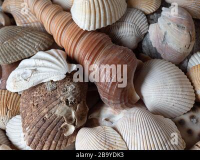 pile of different seashells on beach Stock Photo