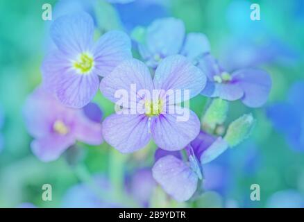 Aubretia flowers or Aubrieta Deltoidea. Purple  spring flowers in the garden