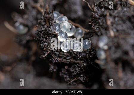 slug eggs found in damp soil and compost inside plant pot - uk Stock Photo