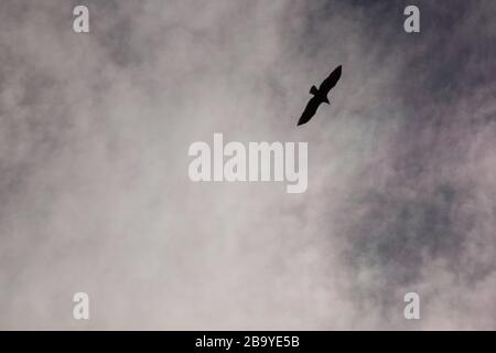 Silhouette of eagle in flight, hazy sky Stock Photo