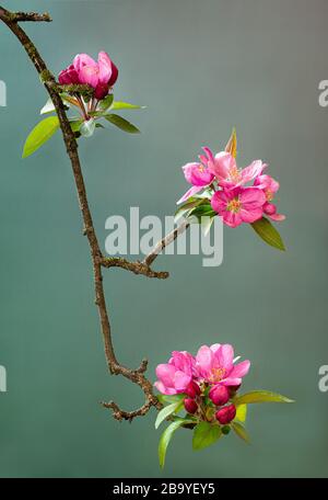 Branch of crabapple tree (Malus sp.) with three clusters of pink blossoms, in early spring in central Virginia. Lichen of various species growing on b Stock Photo