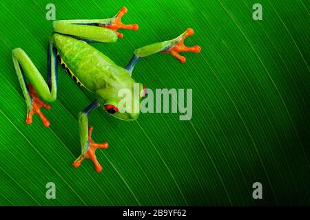 Agalychnis callidryas, known as the red-eyed treefrog, Costarica, Central America Stock Photo