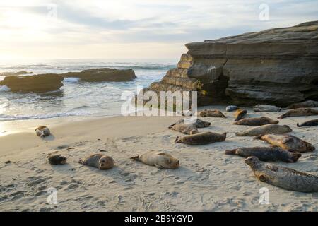Sea lions and seals napping on a cove under the sun at La Jolla, San Diego, California. The beach is closed from December 15 to May 15 because it has become a favorite breeding ground for seals. Stock Photo