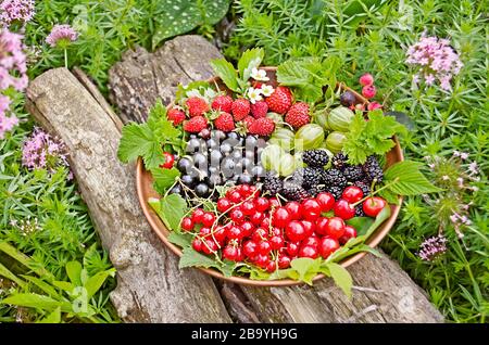 Plate of assortment berries raspberry, strawberry, blackberry, mulberry on the grass. Stock Photo