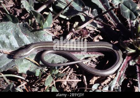 Three-toed skink, Chalcides chalcides Stock Photo