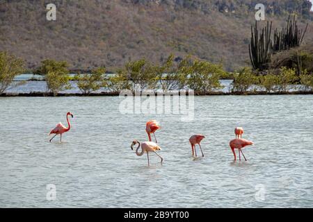 pink flamingos on the island of Curacao travel Stock Photo