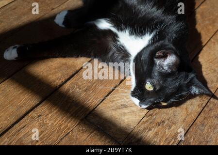 Chat Noir Et Blanc Etendu Sur Un Parquet Black And White Cat Lying On A Wooden Floor Stock Photo Alamy