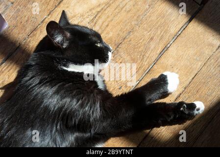 Un Chaton Noir Et Blanc Assis A Black And White Kitten Sitting Stock Photo Alamy Un Chaton Noir Et Blanc Assis A Black And White Kitten Sitting Stock Photo Alamy