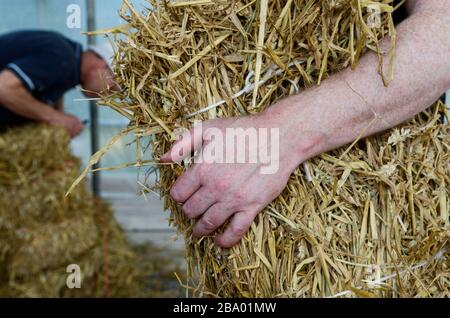 Carrying straw bale for building Stock Photo