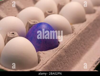 White eggs placed in a cardboard egg carton surrounding one dark blue dyed egg Stock Photo
