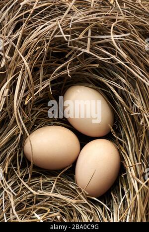 Hen eggs in the nest made of dry grass and straw, flat lay, from above overhead top view, closeup, macro, agriculture and homegrown organic food conce Stock Photo