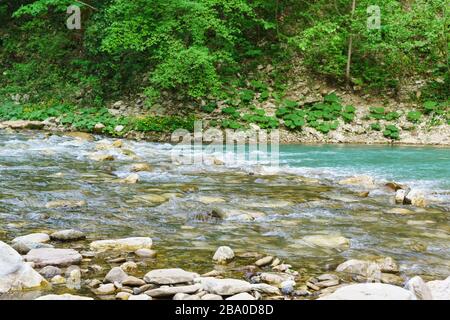 The pure water of the mountain river Khosta flows over the stones in the yew-Box grove. Gorge of the Caucasus mountains. Sochi, Krasnodar region Stock Photo