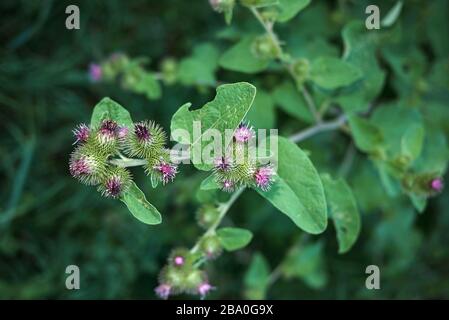Arctium lappa with purple flowers Stock Photo