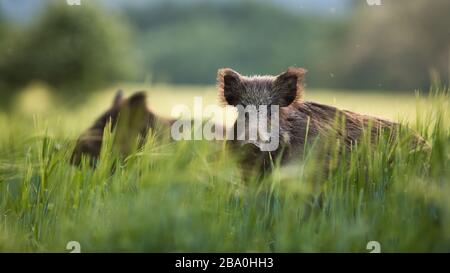 Wild boars feeding on green grain field in summer. Stock Photo