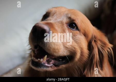 dog looking up in the living room of a house, photo taken in natural light, Bogotá Colombia, March 25, 2020 Stock Photo