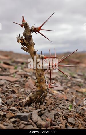 Exotic thorny succulent plant in the Quiver Tree Forest near the town of Nieuwoudtville, Northern Cape Province, South Africa Stock Photo