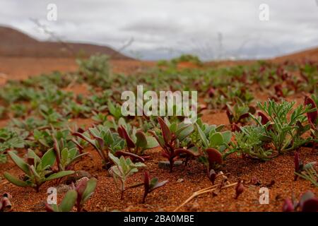 Exotic succulent plant in the Quiver Tree Forest near the town of Nieuwoudtville, Northern Cape Province, South Africa Stock Photo