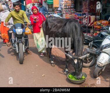 Stray cow on a street in Agra, Uttar Pradesh, India. Cows are considered sacred in Hinduism and wander freely around streets in towns and cities. Stock Photo