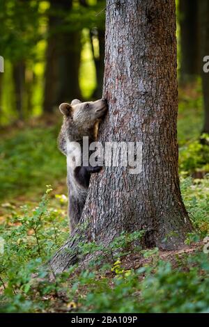 Funny brown bear hiding behind a big tree in forest in springtime. Stock Photo