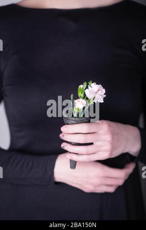 Female hands holding pink carnation flowers in waffle cone on a black dress background Stock Photo