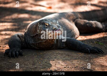 Blood Dripping down the face of a Komodo dragon after feeding in Komodo Island Indonesia Stock Photo