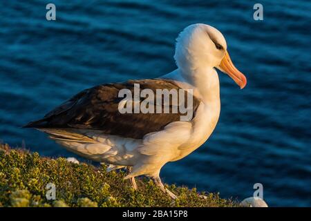 Albatross on the coast of Helgoland Stock Photo