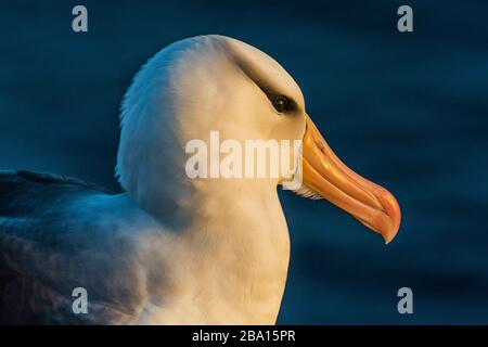 Albatross on the coast of Helgoland Stock Photo