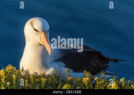 Albatross on the coast of Helgoland Stock Photo