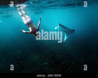 Diving Underwater with Manta Rays and Sting Rays in the Blue Ocean Stock Photo