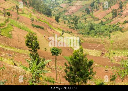 Rural Rwanda Land of 1000 Hills farms banana and hills with Stock Photo ...