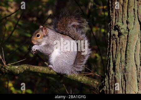 Grey Squirrel perched on a branch, eating a pine cone Stock Photo