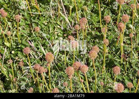 Acaena Magellanica, Prickly Burr, buzzy burr, greater burnet, Falkland Islands, Falklands Stock Photo