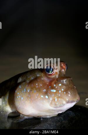 Atlantic mudskipper (Periophthalmus barbarus) in the aquarium Stock Photo