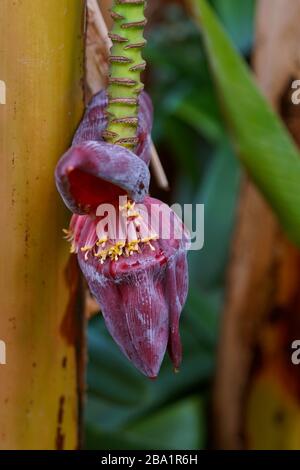 Close-up of banana flower Stock Photo